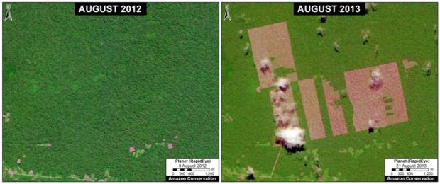 Images from the same location one year apart at the plantation site reveal the deforestation that occurred. Image courtesy of MAAP.