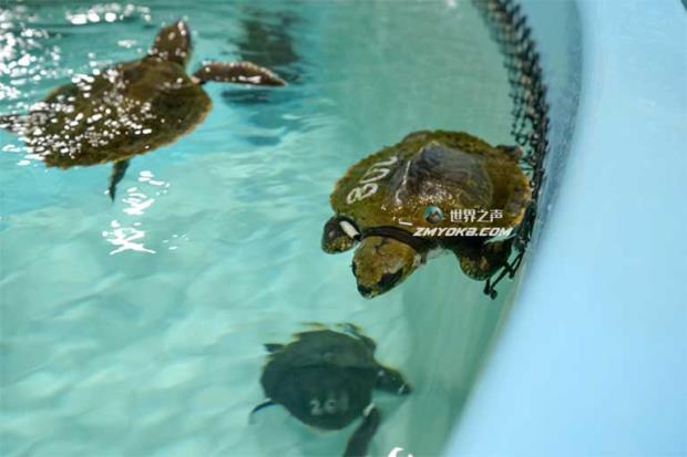 在科德角，这是寒冷惊吓的海龟和它们救援的季节