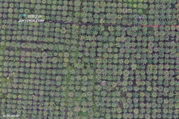 Oil palm plantation in West Kalimantan. Photo by Rhett A. Butler.