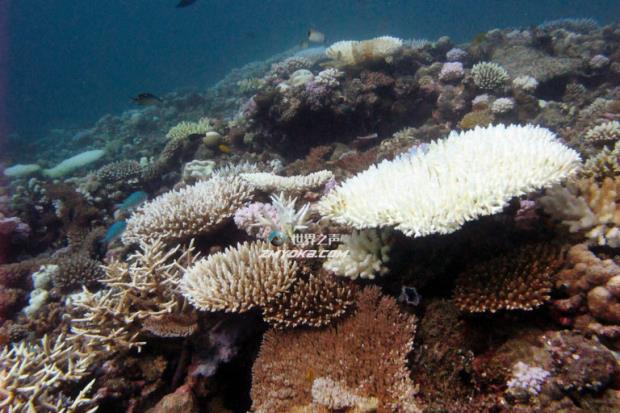  Bleached corals in Mayotte. Photo credit: David Obura