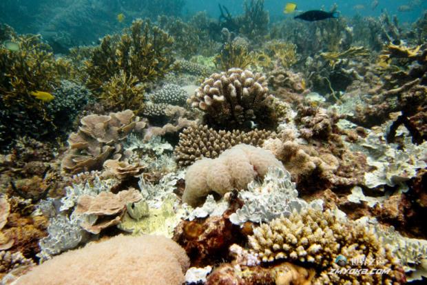 我们必须扭转对珊瑚礁的压力，否则就太晚了(评论)