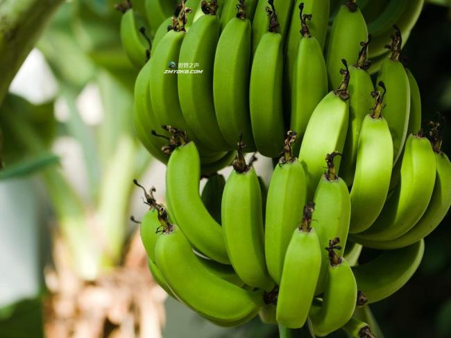 那些为了心脏、记忆力和降低血糖指数而吃青香蕉的人会发生什么?Incredib