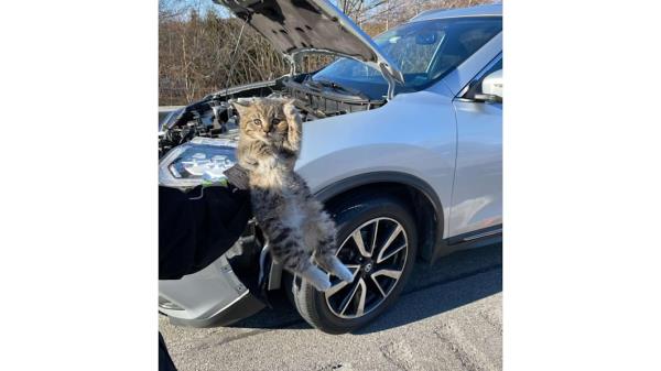 小猫在高速公路行驶后从尼桑流氓的发动机舱中被救出