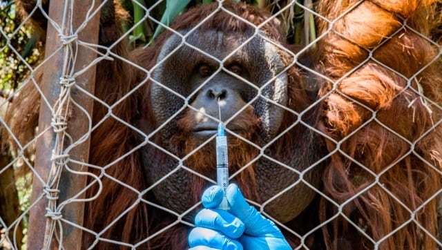 Chilean zoo vaccinates Bengal tiger and orangutan against COVID-19