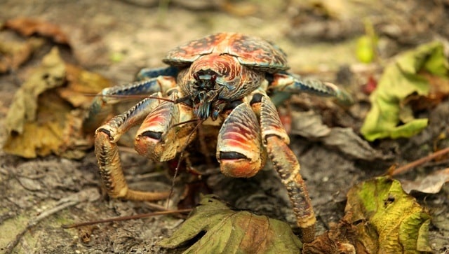 Watch: Mo<em></em>nster crab breaks golf club into half during game in Christmas Island