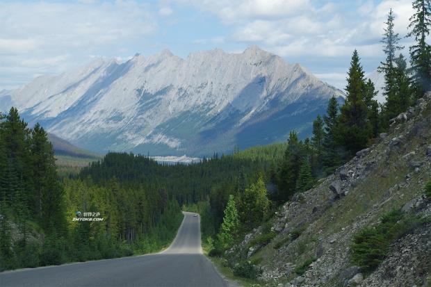 加拿大的野生动物过境点是如何促进全球物种的安全道路的