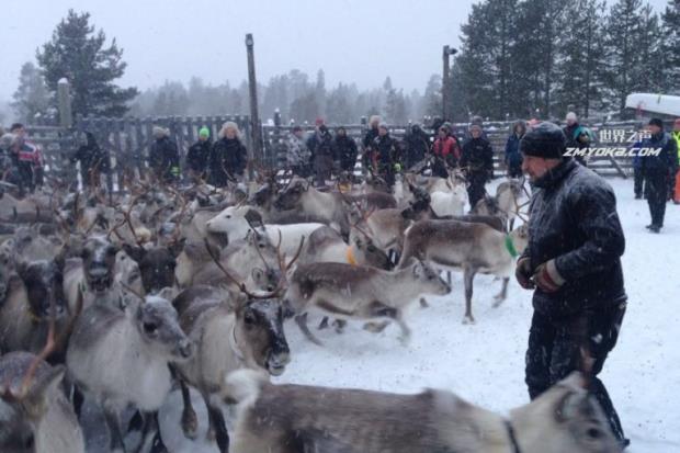 在北极，土著Sámi以放牧驯鹿为生