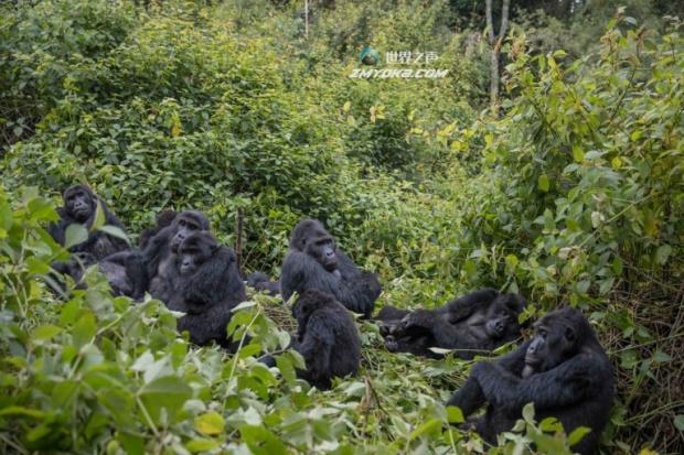 A group of Grauer's Gorillas in Kahuzi-Biega Natio<em></em>nal Park in the Democratic Republic of the Co<em></em>ngo in late 2016. There are fewer than 4,000 of the gorilla subspecies left. Photo by Thomas Nico<em></em>lon