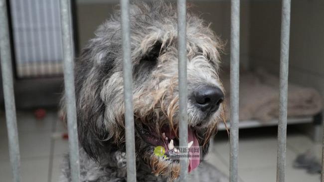 狗狗慈善机构“希望救援”每月需要支付3万英镑的兽医费用