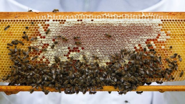 Why over 10,000 bees 'joining' a protest in Chile's Santigao has created such a buzz