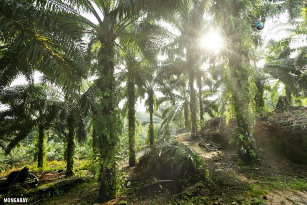 Oil palm plantation in Indonesia. Photo by Rhett A. Butler.