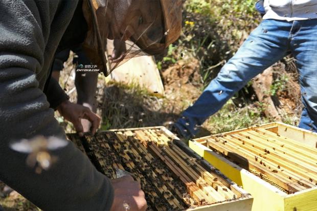 在马达加斯加，养蜂人面对火灾和森林损失仍然坚持不懈