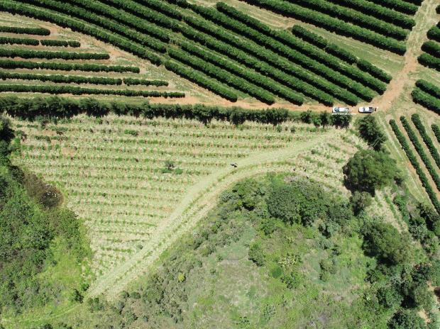 塞拉多的小咖啡农们依靠智能农业来克服气候危机