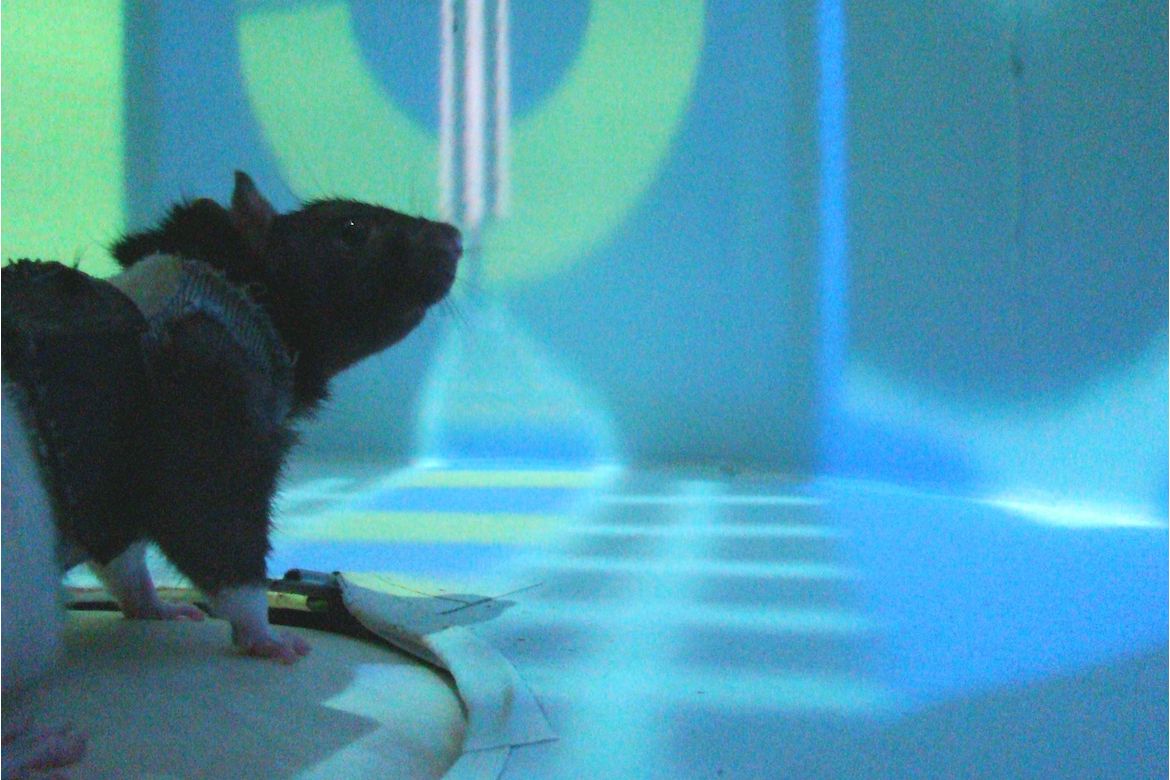 在老鼠身上进行的虚拟现实实验为神经元如何促进学习提供了新的见解
