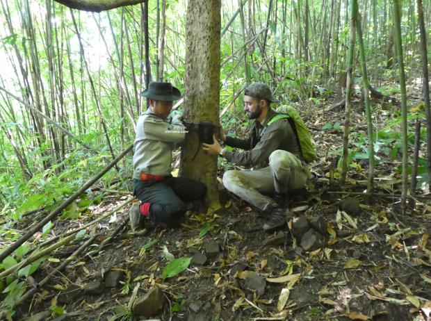 研究显示，狩猎和伐木的双重压力威胁着缅甸的野生动物