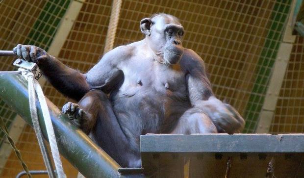 Nigeria-Cameroon chimpanzees are co<em></em>nsidered the most endangered chimp subspecies. This one, in a UK zoo, has lost much of its hair. Image by Terry Kearney via Flickr (CC BY-NC 2.0).