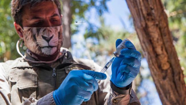 新冠肺炎:智利动物园为一只猩猩和9只大型猫科动物接种了疫苗