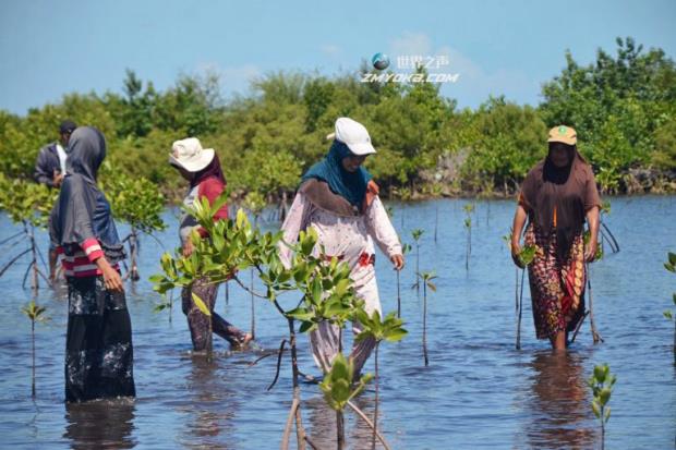 印尼的Womangrove集体从养虾场收回了海岸