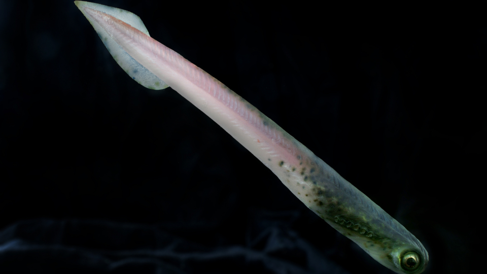 研究人员以黑色安息日乐队的吉他手的名字来命名这种古老的类似鳗鱼的物种