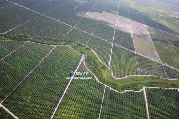 印尼的提议可能会将棕榈油导致的森林砍伐重新定义为重新造林
