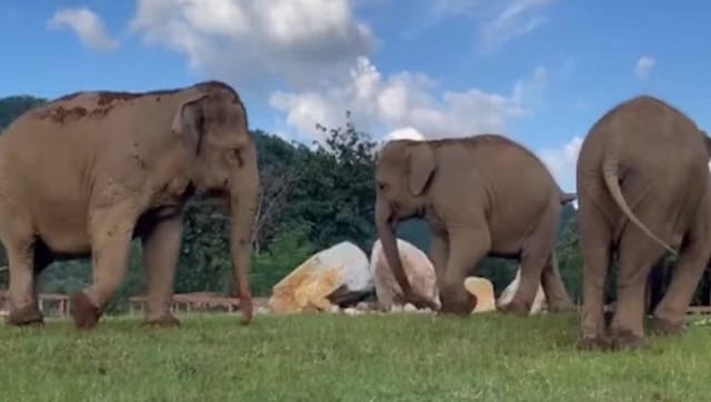 大象带着新生的小象回到童年救助中心，在这里了解完整的故事