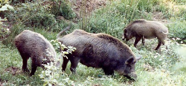 猪瘟对野猪的影响，皮埃蒙特地区:“我们需要欧洲的关注和一项新法律