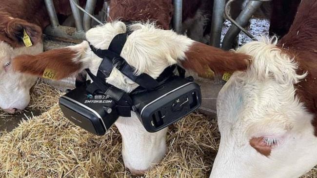 虚拟现实让奶牛感到在草地上产奶和许多疑惑