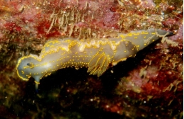 The sea slug <i>Felimare picta</i>.