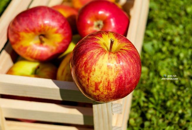 吃苹果如何降低胆固醇和血糖?对减肥和消化有不可思议的好处