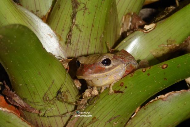 在巴拿马，一只小雨蛙以格蕾塔·桑伯格的名字命名