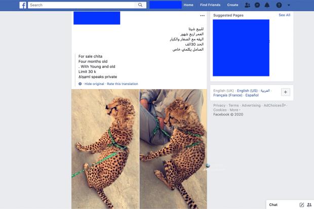 A cheetah for sale on Facebook in 2020.