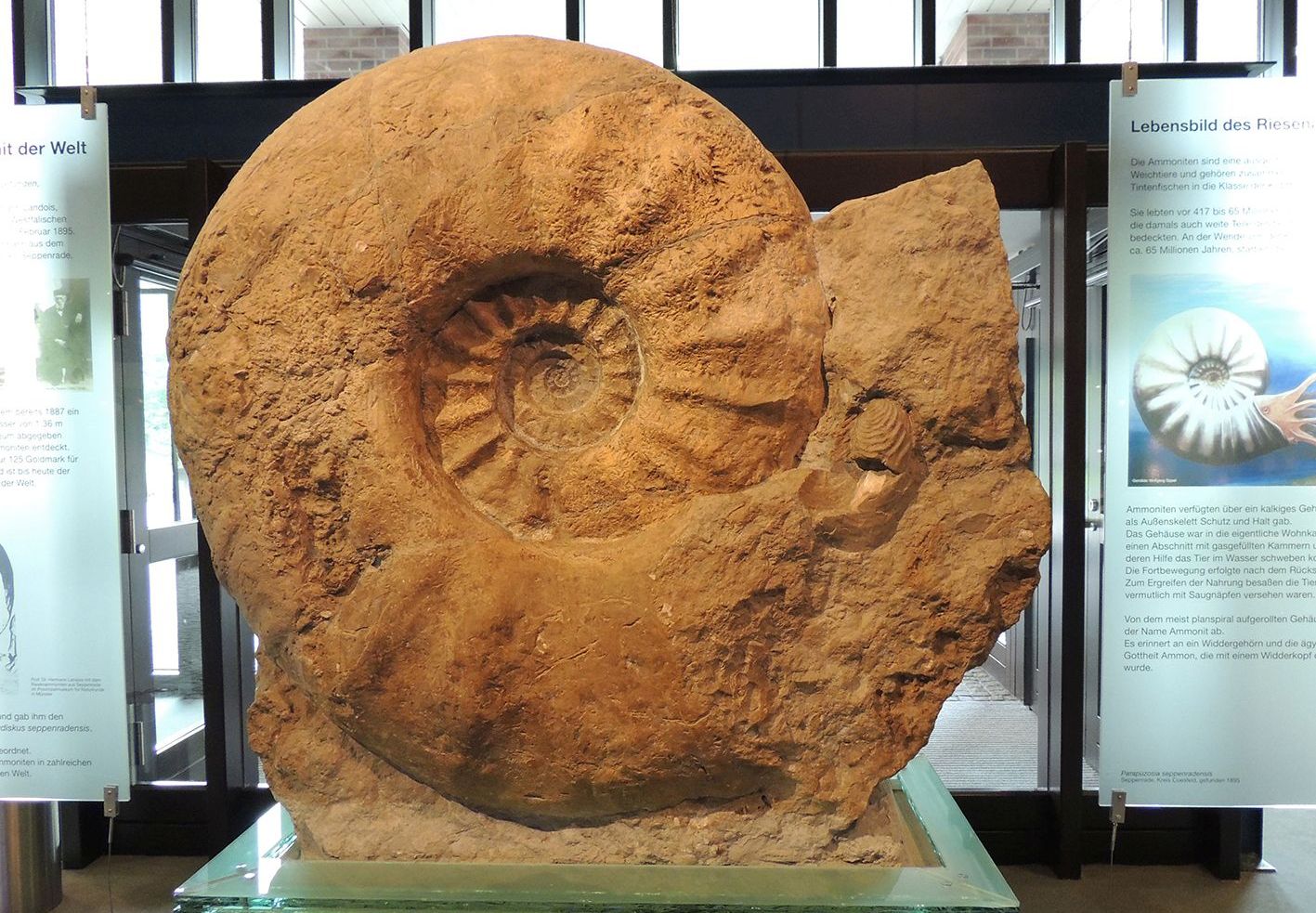 The largest ammo<em></em>nite specimen (1.8m in diameter) in the world housed in the Munster Natural History Museum, Germany