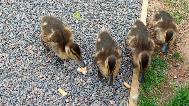 Ducklings pecking cigarette butts