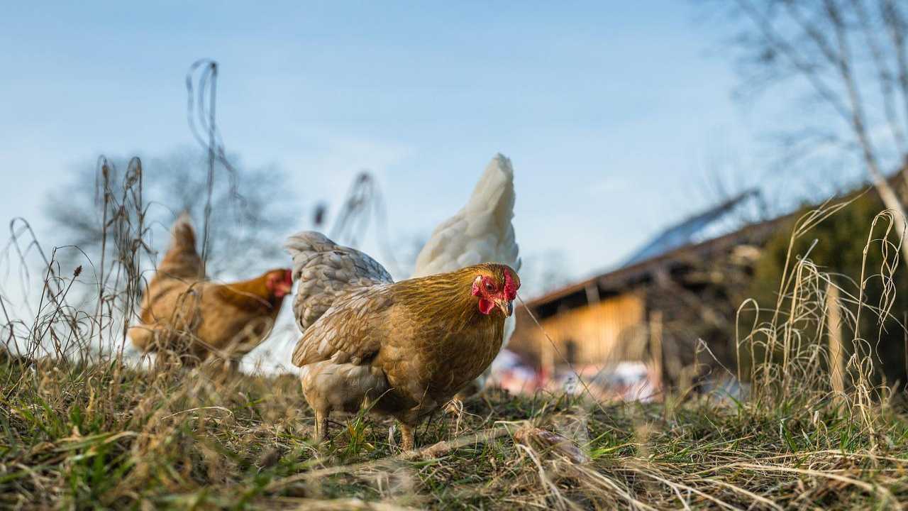 Roosters and hens, these are the most common diseases: let’s remedy the problems