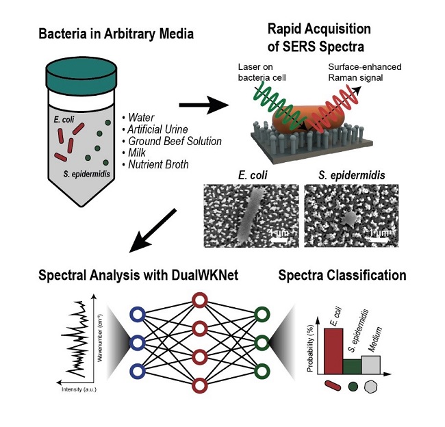 Image: Schematics of the general process of Raman data collection and analysis wher<em></em>e a single spectrum is attained from a single cell and classified via deep learning