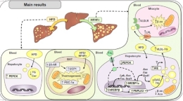 The effect caused by fructose in the increase in the synthesis of fatty acids in the liver is more decisive than the external introduction of fats through the diet.