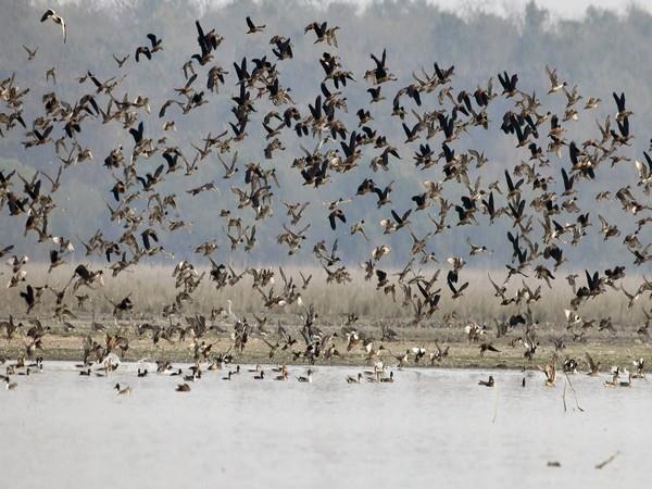 研究揭示了热浪如何导致鸟类数量下降